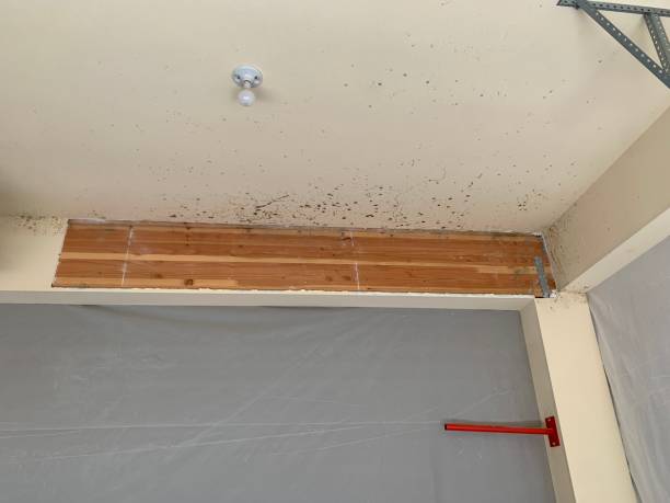Mold Documentation for Insurance Claims in Oelwein, IA