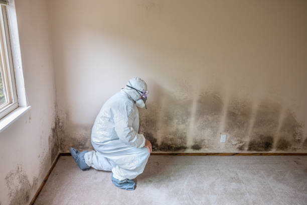 Best Air Quality Testing for Mold Spores  in Oelwein, IA