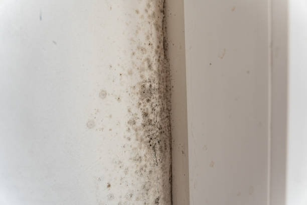 Best Mold-Related Health Consultation  in Oelwein, IA