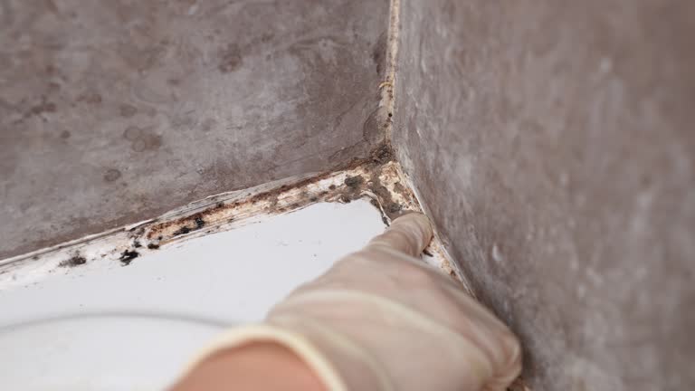 Best Environmental Consulting for Mold Prevention  in Oelwein, IA
